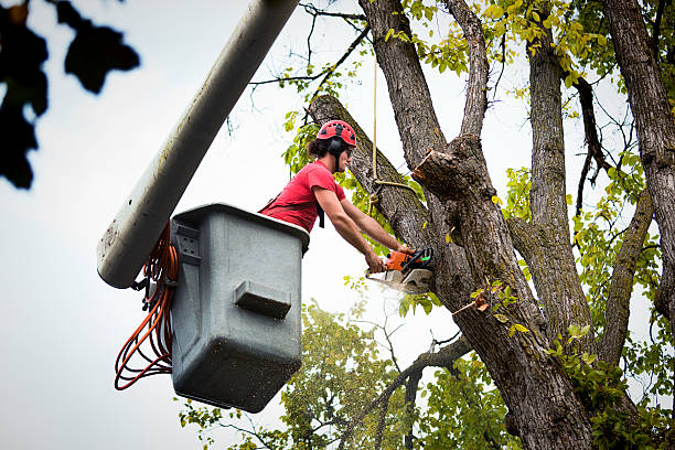 How Our Tree Care Process Works  in Hebron, PA